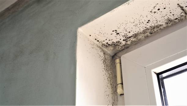 Asbestos and Lead Testing During Mold Inspection in Lugoff, SC