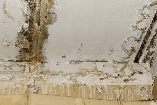 Best Mold Documentation for Insurance Claims  in Lugoff, SC