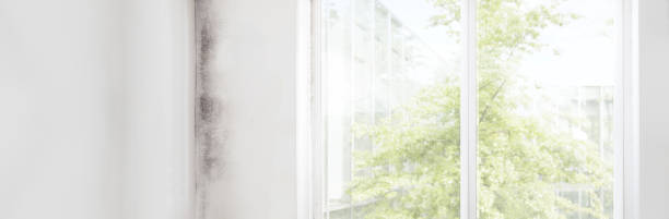 Best HVAC Mold Inspection and Cleaning  in Lugoff, SC