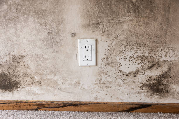 Best Mold Damage Restoration  in Lugoff, SC