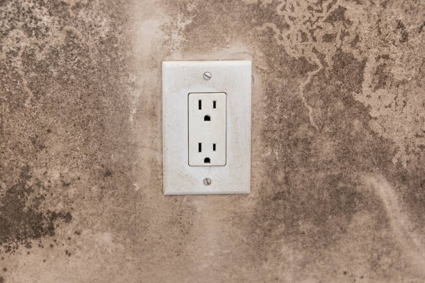 Best Basement Mold Removal  in Lugoff, SC