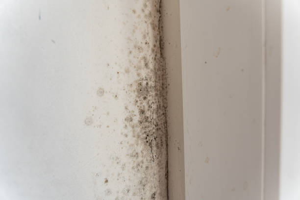 Best Air Quality Testing for Mold Spores  in Lugoff, SC