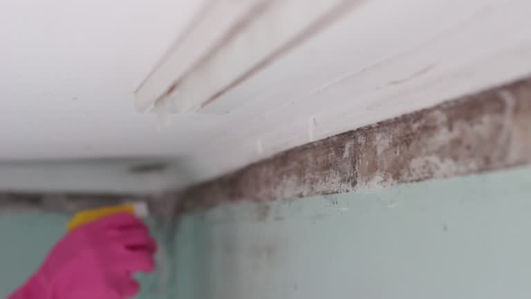 Best Airborne Mold Testing  in Lugoff, SC